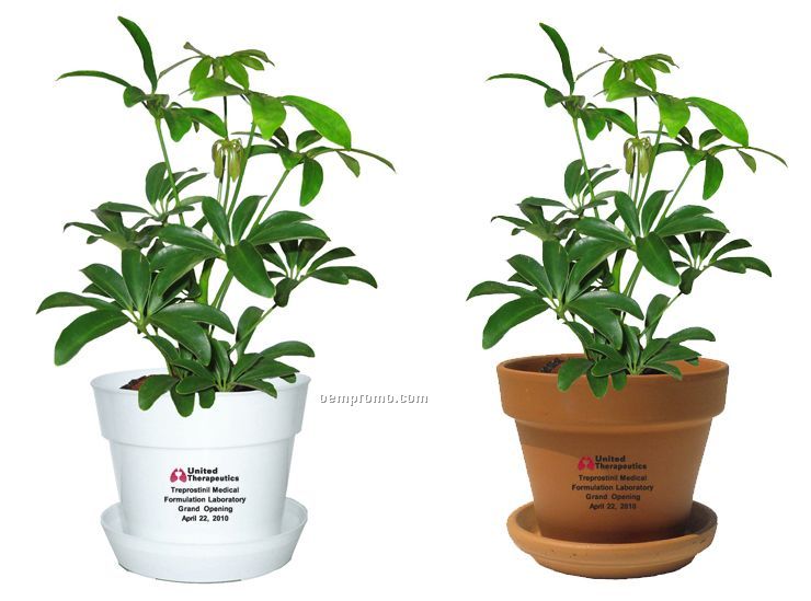 Tropical Plant / Schefflera In Pot