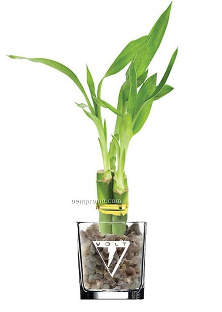 Lucky Bamboo Plant In 4" Glass Vase - 3 Shoots