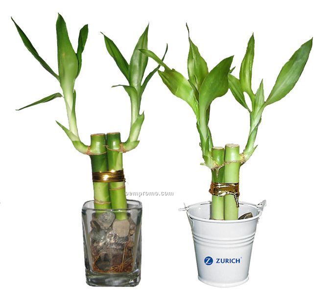 Lucky Bamboo Plant In Glass Or Bucket - 2 Shoot
