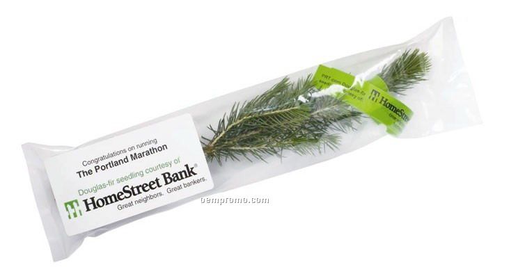 Live Conifer Evergreen Tree Seedling In Regular Package