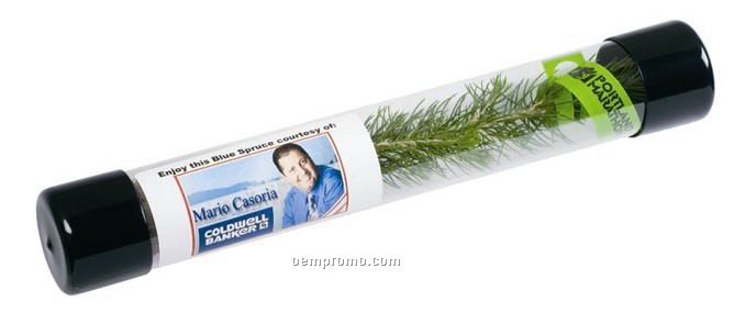 Live Conifer Evergreen Tree Seedling In Tube Package W/Black Caps