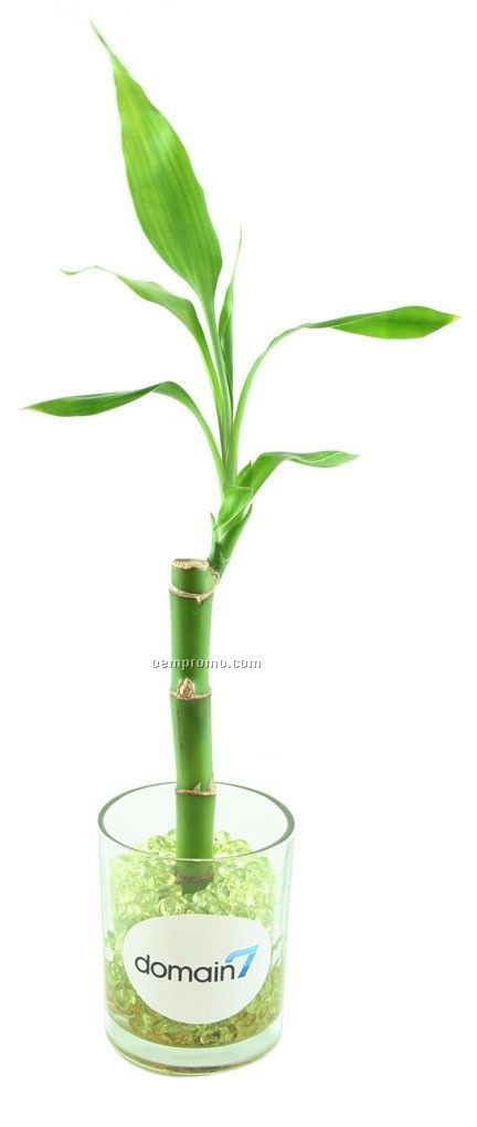 Lucky Bamboo In Glass Vase W/Green Acrylic Beads