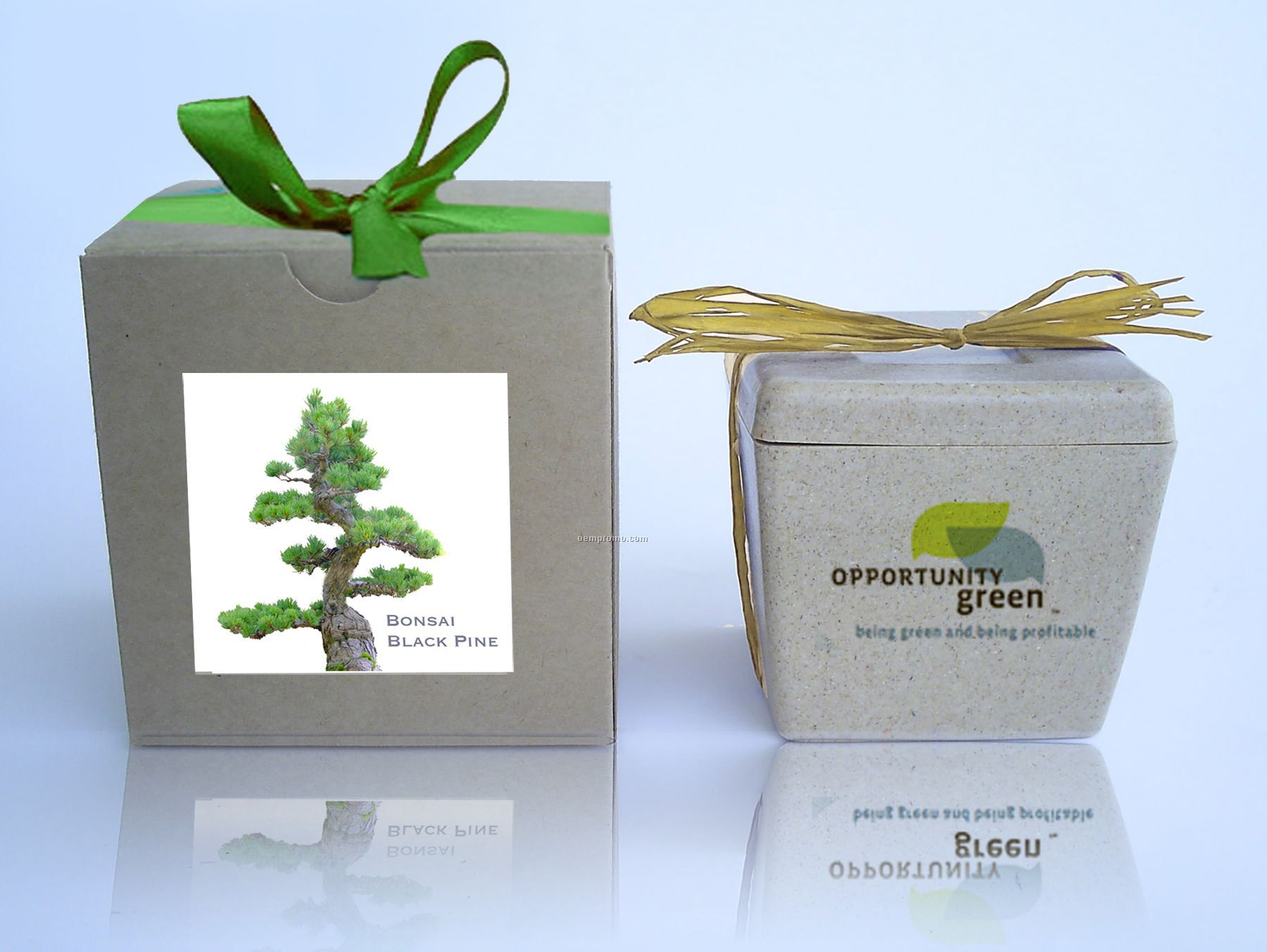 Pine "Bonsai" Cube Kit