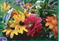 Collection Series Classic Cut Flower Seeds