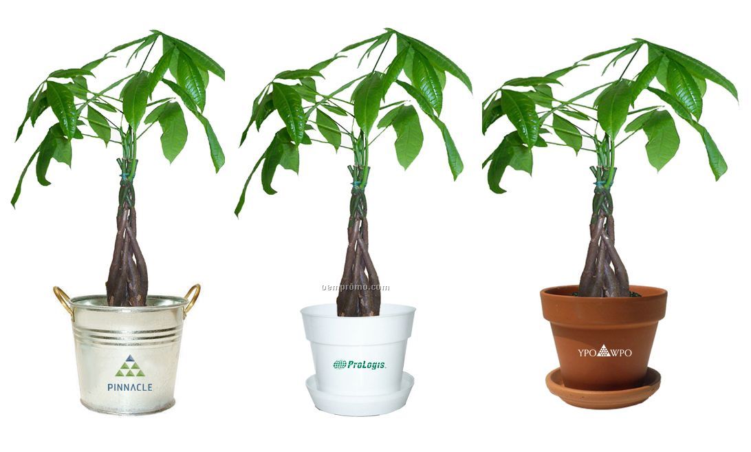 Money Tree / Pachira Plant In Pot