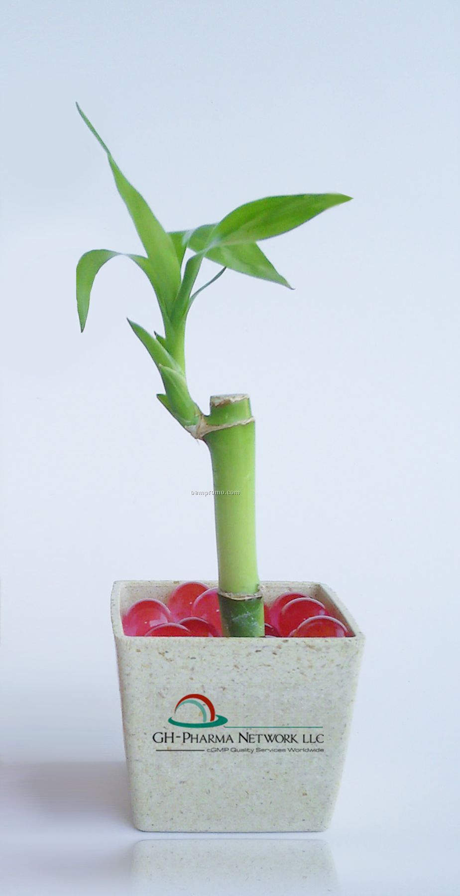 4" Bamboo In A Pot W/Green Leaves