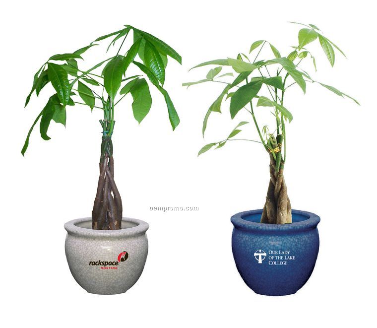 Money Tree / Pachira Plant In Ceramic Pot