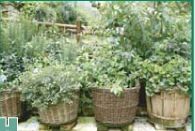 Collection Series Chef's Choice Herb Garden Seeds
