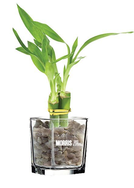 Lucky Bamboo Plant In Glass Container (6")