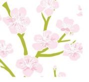 Cherry Blossom Stock Design Tissue Paper