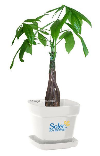 Money Tree / Pachira Plant In Square Plastic Pot
