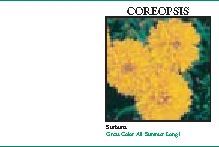 Impression Series Coreopsis Flower Seeds