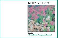 Impression Series Money Plant Seeds