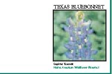 Impression Series Texas Bluebonnet Seeds