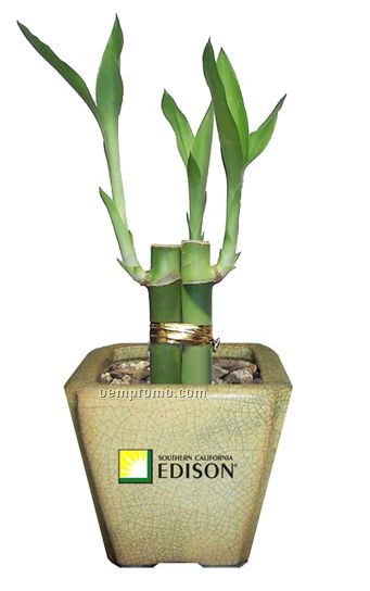 Lucky Bamboo Plant In Ceramic Pot (4