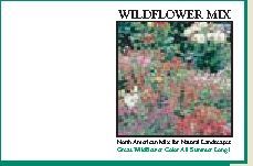 Impression Series Wildflower Mix Seeds