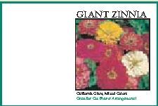 Impression Series Giant Zinnia Flower Seeds