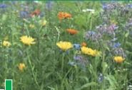 Collection Series Wildflower Meadow Flower Seeds