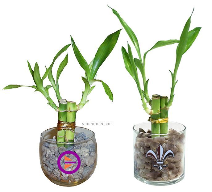 Lucky Bamboo In Glass Containers (4