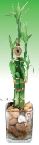 Bamboo Plants - 12" Tall