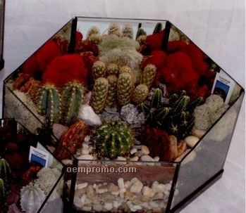Cactus Greenhouses - 9"X5"X8"