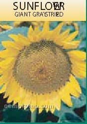 Standard Series Sunflower Seeds - 1 Color