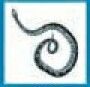 Animals Stock Temporary Tattoo - Curled Snake (2"X2")