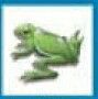 Animals Stock Temporary Tattoo - 3d Frog (2"X2")