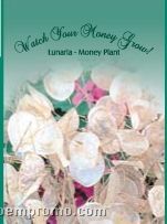 Stock Series Money Plant Seeds - Watch Your Money Grow
