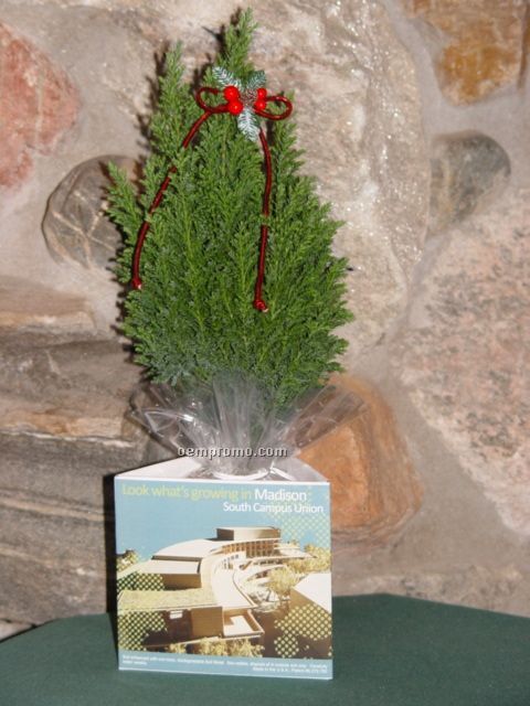 Holiday Decorated Mediterranean Cypress W/ 3 Sided Container