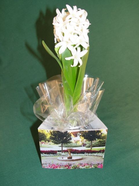 Hyacinth Bulb W/ 3 Sided Container