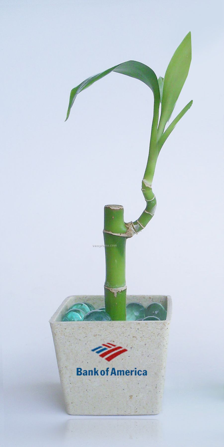 4" Bamboo In A Pot
