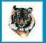 Animals Stock Temporary Tattoo - Front Facing Tiger (2"X2")