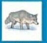 Animals Stock Temporary Tattoo - Gray Wolf 2 (2"X2")