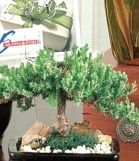 Executive Bonsai Tree Plant