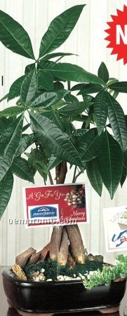 Executive Tropical Tree Plant