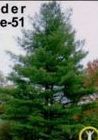 Live Seedling Evergreen Pine Tree