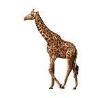 Animals Stock Temporary Tattoo - Giraffe (2