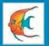 Animals Stock Temporary Tattoo - Colorful Angel Fish W/ Face (2