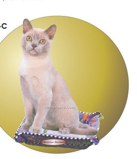 American Burmese Cat Acrylic Coaster W/ Felt Back