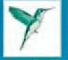 Bird Stock Temporary Tattoo - Flying Hummingbird (2"X2")