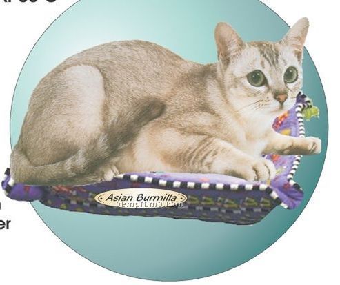 Asian Burmilla Cat Acrylic Coaster W/ Felt Back