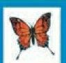 Stock Temporary Tattoo - Red/ Orange Monarch Butterfly 1 (2"X2")