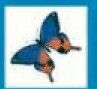 Stock Temporary Tattoo - Blue/ Orange Butterfly 3 (2