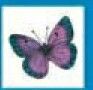 Stock Temporary Tattoo - Teal Green/ Purple Butterfly 8 (2"X2")
