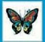 Stock Temporary Tattoo - Jewel Butterfly W/ Black Border (2"X2")