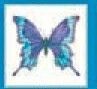 Stock Temporary Tattoo - Faded Purple Butterfly W/ Blue Edge (2"X2")