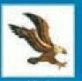 Bird Stock Temporary Tattoo - Descending Eagle (2"X2")