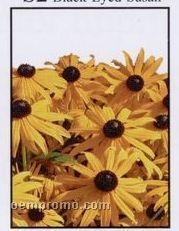 Black-eyed-susan Simply Floral Seed Packets - Imprinted