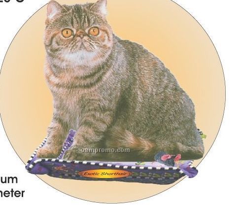 Exotic Shorthair Cat Acrylic Coaster W/ Felt Back